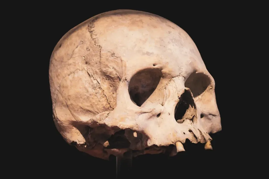 #2 - The "Huge Head" Fossils China Couldn't Sort for Fifty Years (Image Credits: Unsplash)