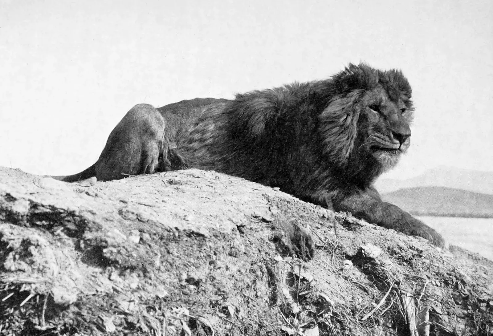 #9 - The Barbary Lion (By Photograph by Fernandus (formerly of Biskra, Algeria), published by Alfred Edward Pease (29 June 1857 – 27 April 1939), Public domain)
