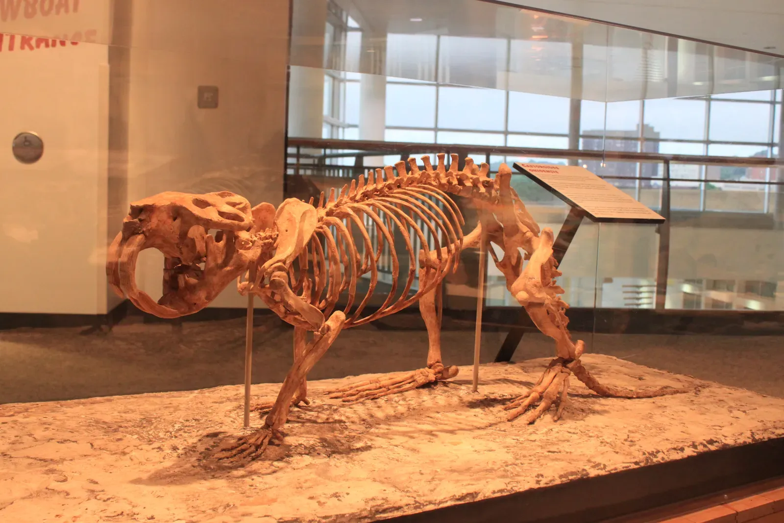 #12 - The Rodent the Size of a Black Bear (Giant Pleistocene Beaver, Castoroides ohioensis, CC BY 2.0)