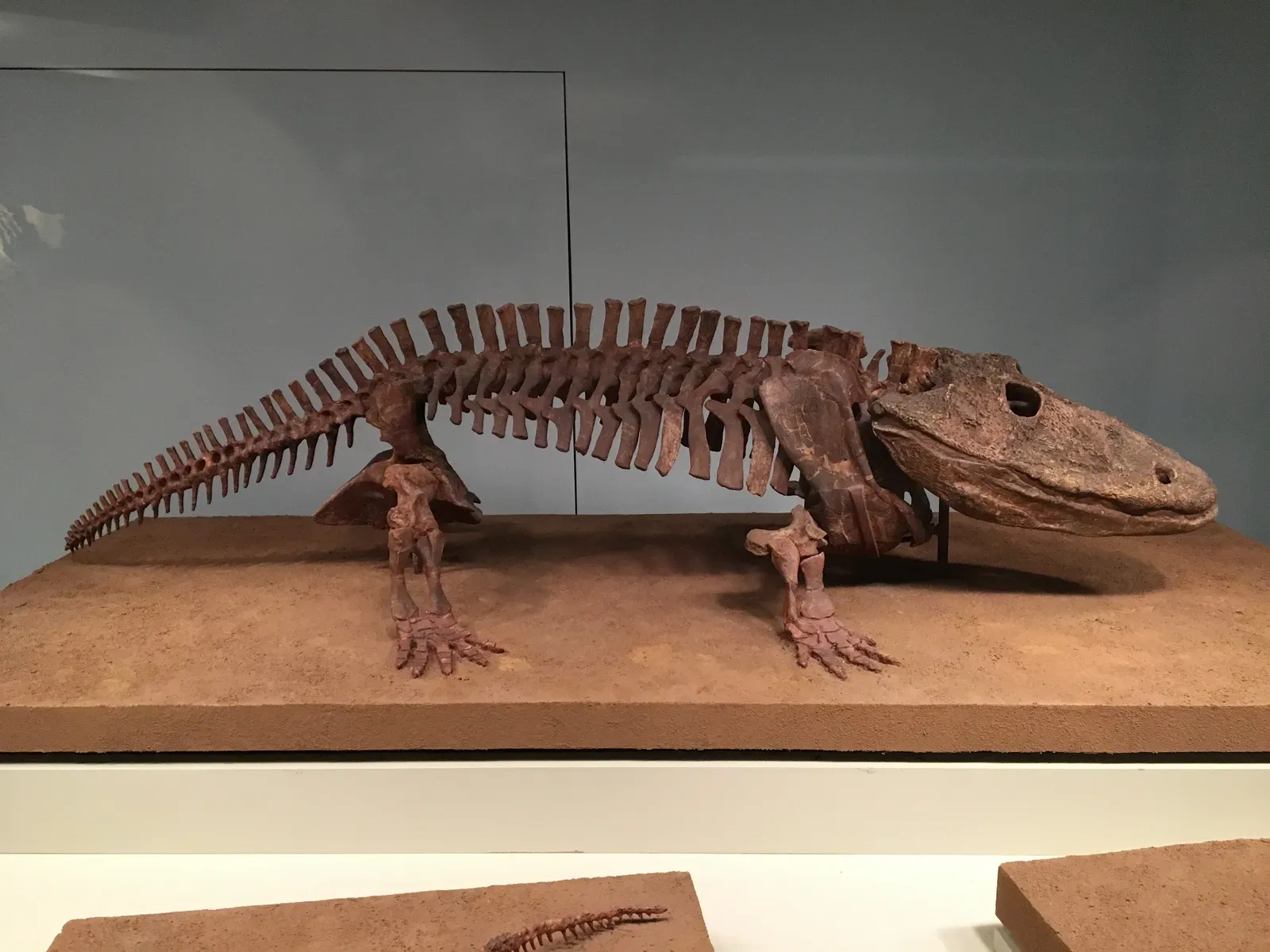 11. The Skeletal and Structural Evolution Theory (By Zissoudisctrucker, CC BY-SA 4.0)