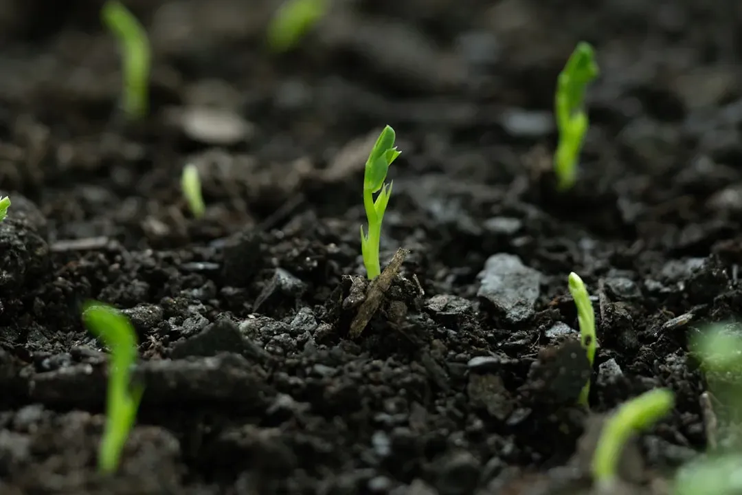 #9 - The Secondary Nutrients That Quietly Control Crop Quality (Image Credits: Unsplash)