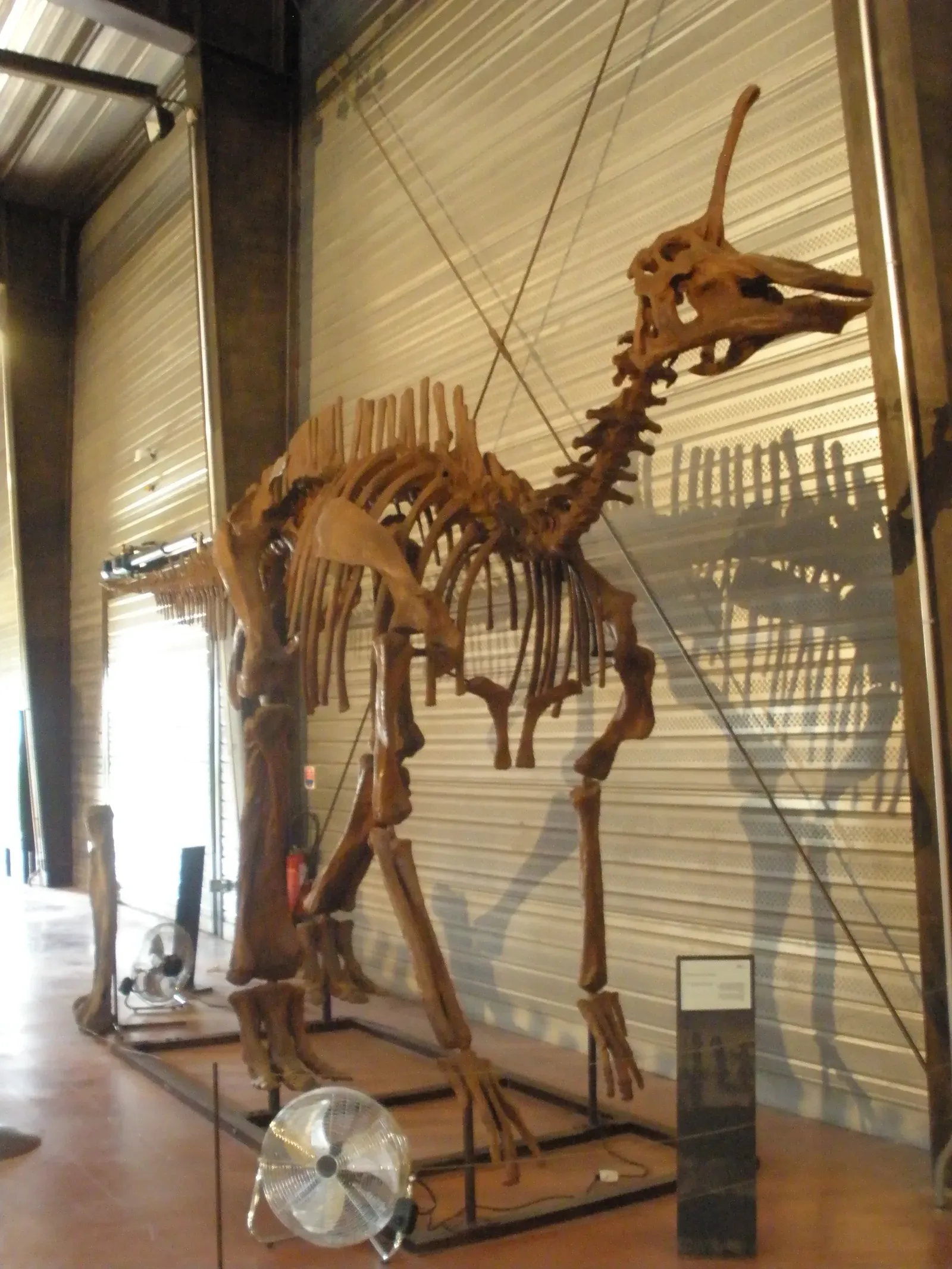 Species Diversity: A Burst of Evolutionary Creativity (Image Credits: Wikimedia)