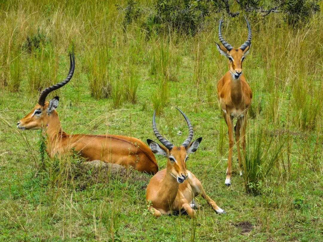 Wildlife That Would Shock Modern Observers (Image Credits: Unsplash)