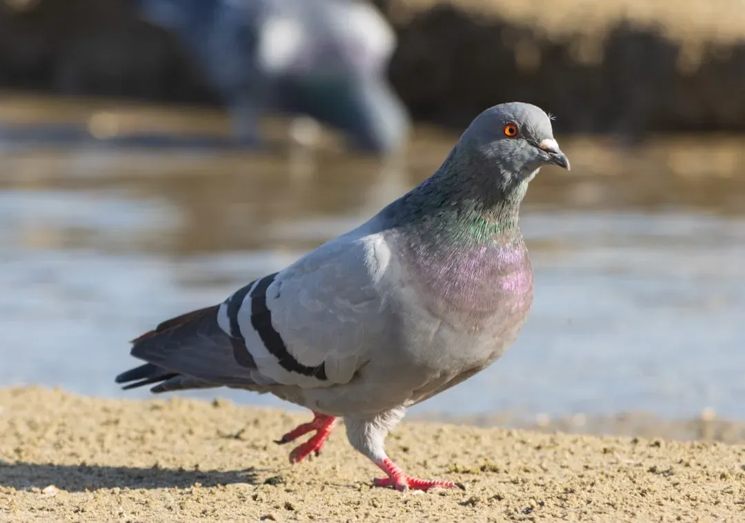 #8 - The Pigeon (Image Credits: Unsplash)