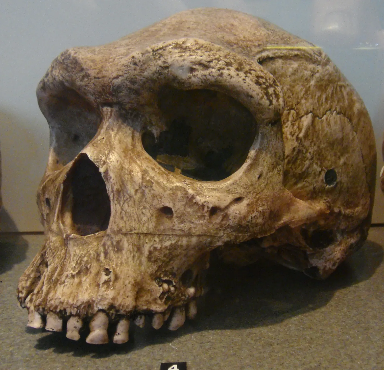 #12 - The Kabwe Skull ("Rhodesian Man") (By Nachosan, CC BY-SA 3.0)