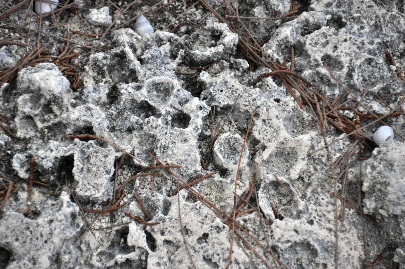 Stromatolites: The First Architects of Life (By James St. John, CC BY 2.0)