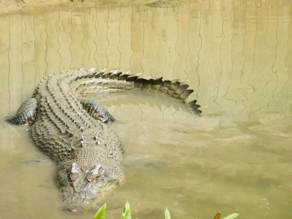 The Crocodile: Patience, Flexibility, and the Power of Waiting (Image Credits: Flickr)