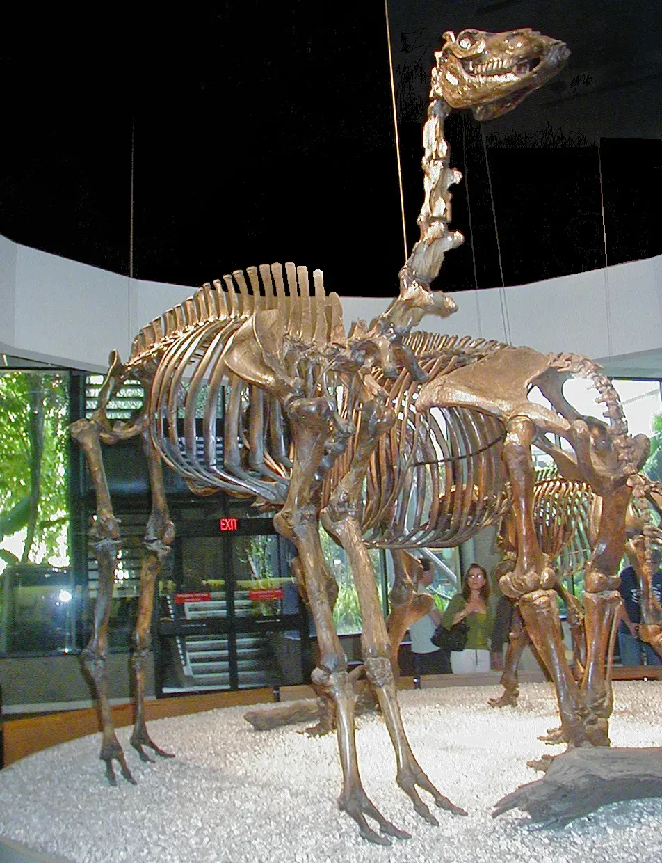 #10 - The Camel That Never Left America (By WolfmanSF, CC BY-SA 3.0)