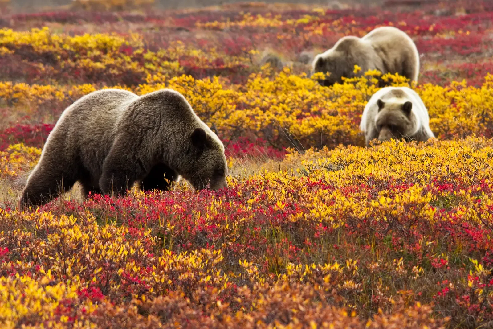 #11 - One Bear, 266 Menu Items (Grizzly Bears in BlueberriesUploaded by AlbertHerring, Public domain)
