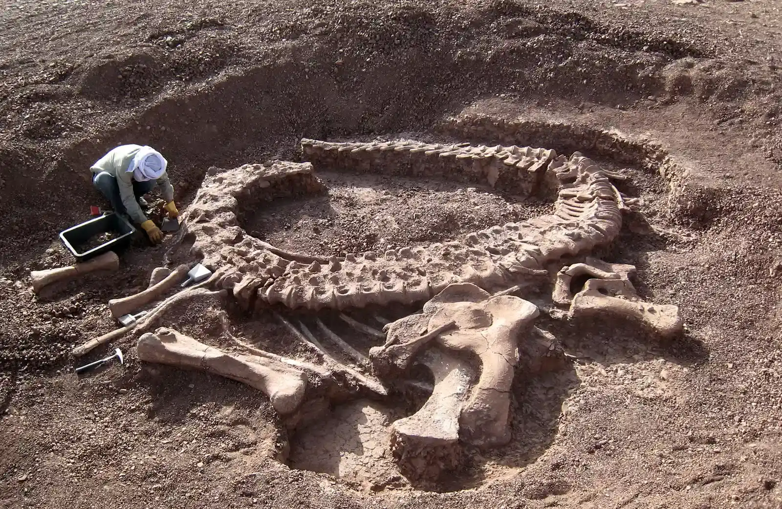 Conclusion: The Real Magic Is Under Your Feet (Remes K, Ortega F, Fierro I, Joger U, Kosma R, et al. (2009) A New Basal Sauropod Dinosaur from the Middle Jurassic of Niger and the Early Evolution of Sauropoda. PLoS ONE 4(9): e6924. doi:10.1371/journal.pone.0006924, CC BY 2.5)