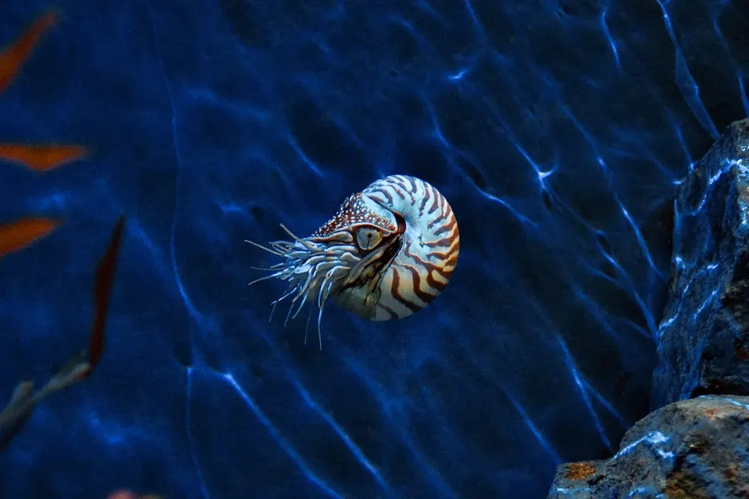 Ammonites: The Survivors Nobody Expected to Find (Image Credits: Unsplash)