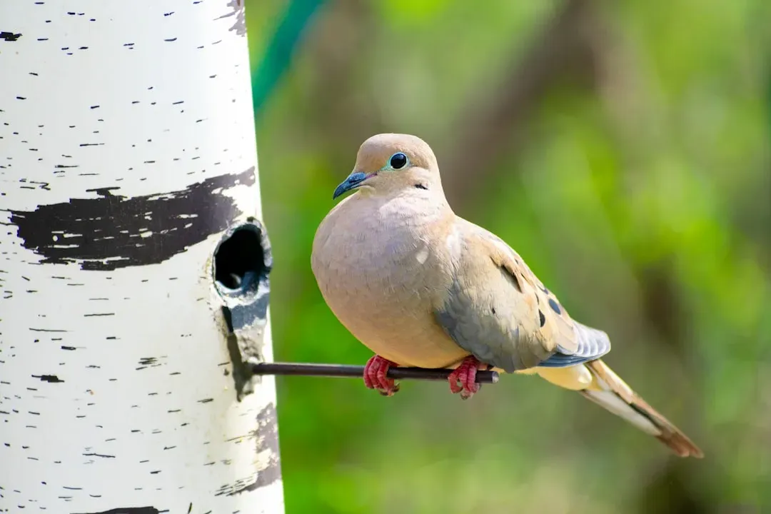 Taurus: The Mourning Dove (Image Credits: Unsplash)