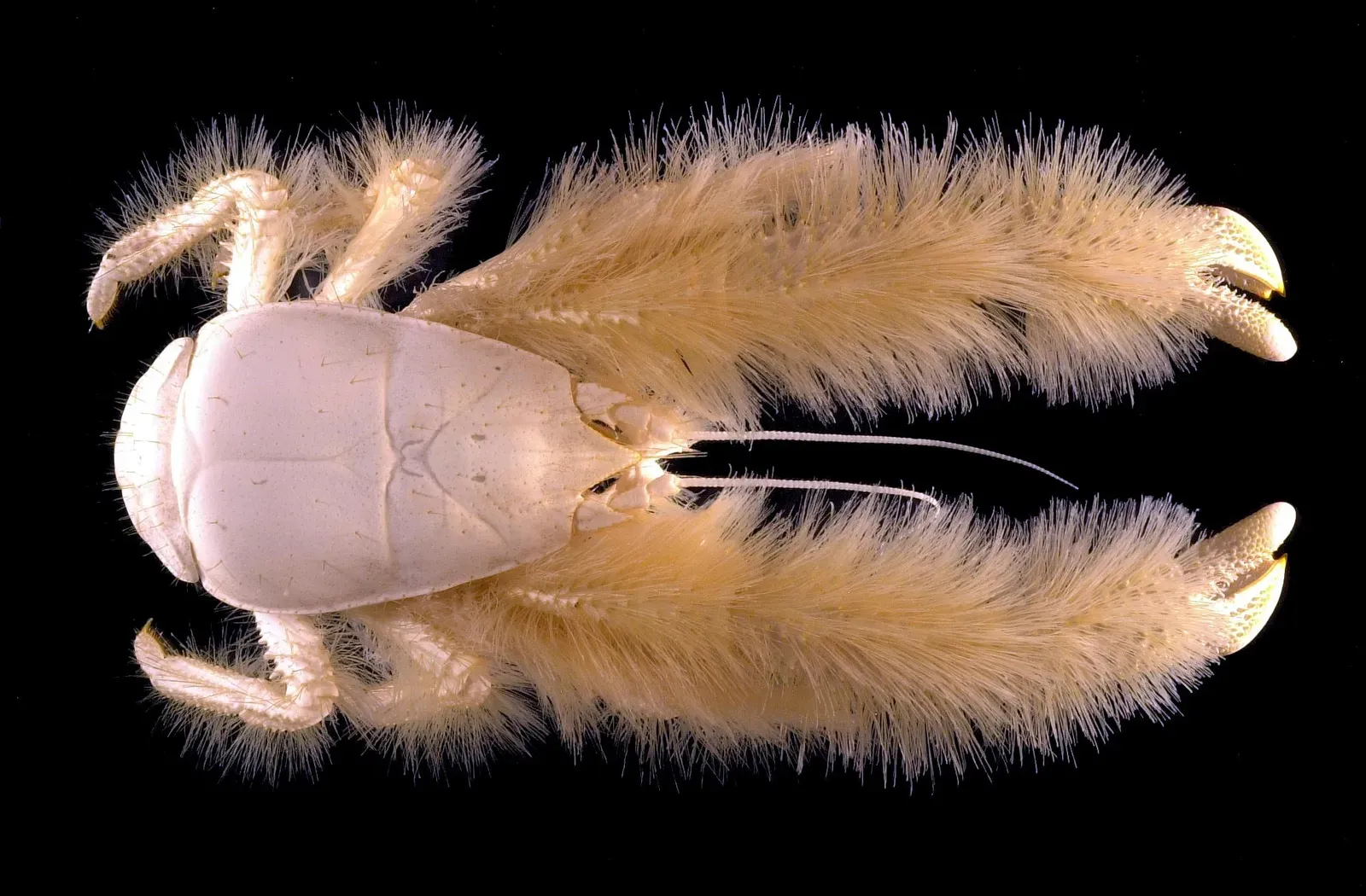 #11 - The Yeti Crab That Farms Its Own Food on Its Arms (Galathée yéti, un habitant des profondeurs abyssales, CC BY 4.0)
