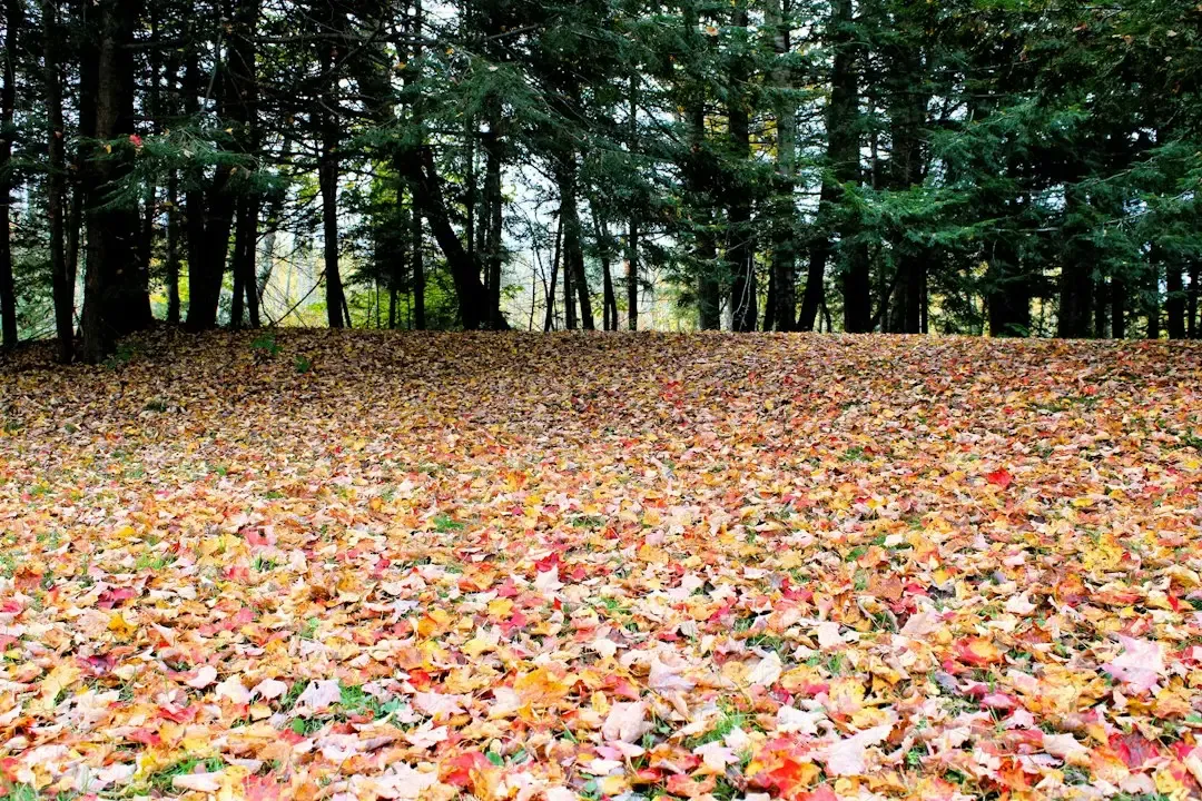 #1: Leaf Carpets and Where They Pile Up (Image Credits: Unsplash)