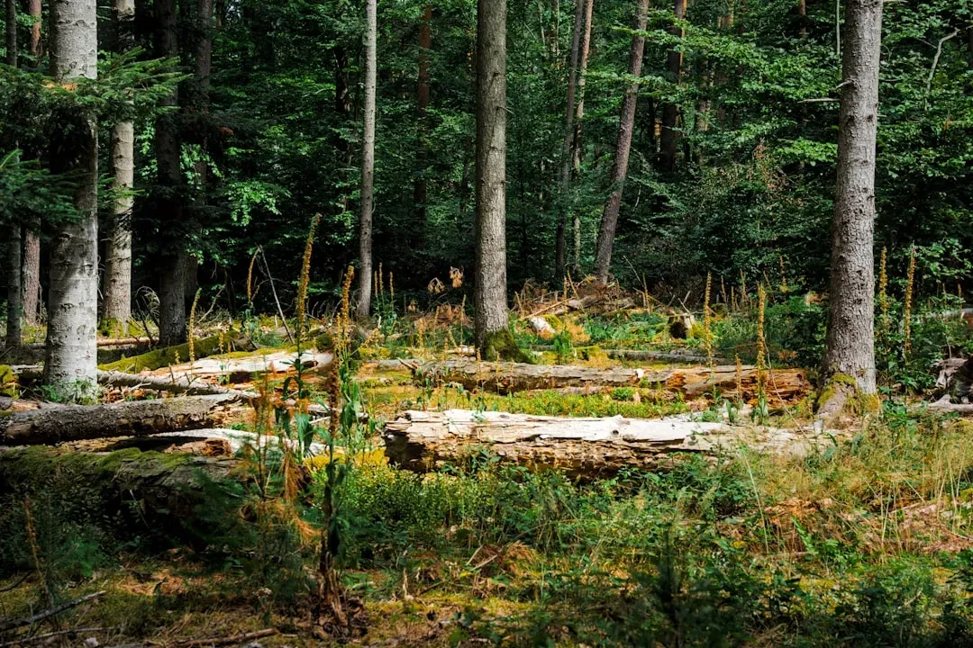 Rebuilding Ecosystems: Forests, Oceans, and the New Earth (Image Credits: Unsplash)