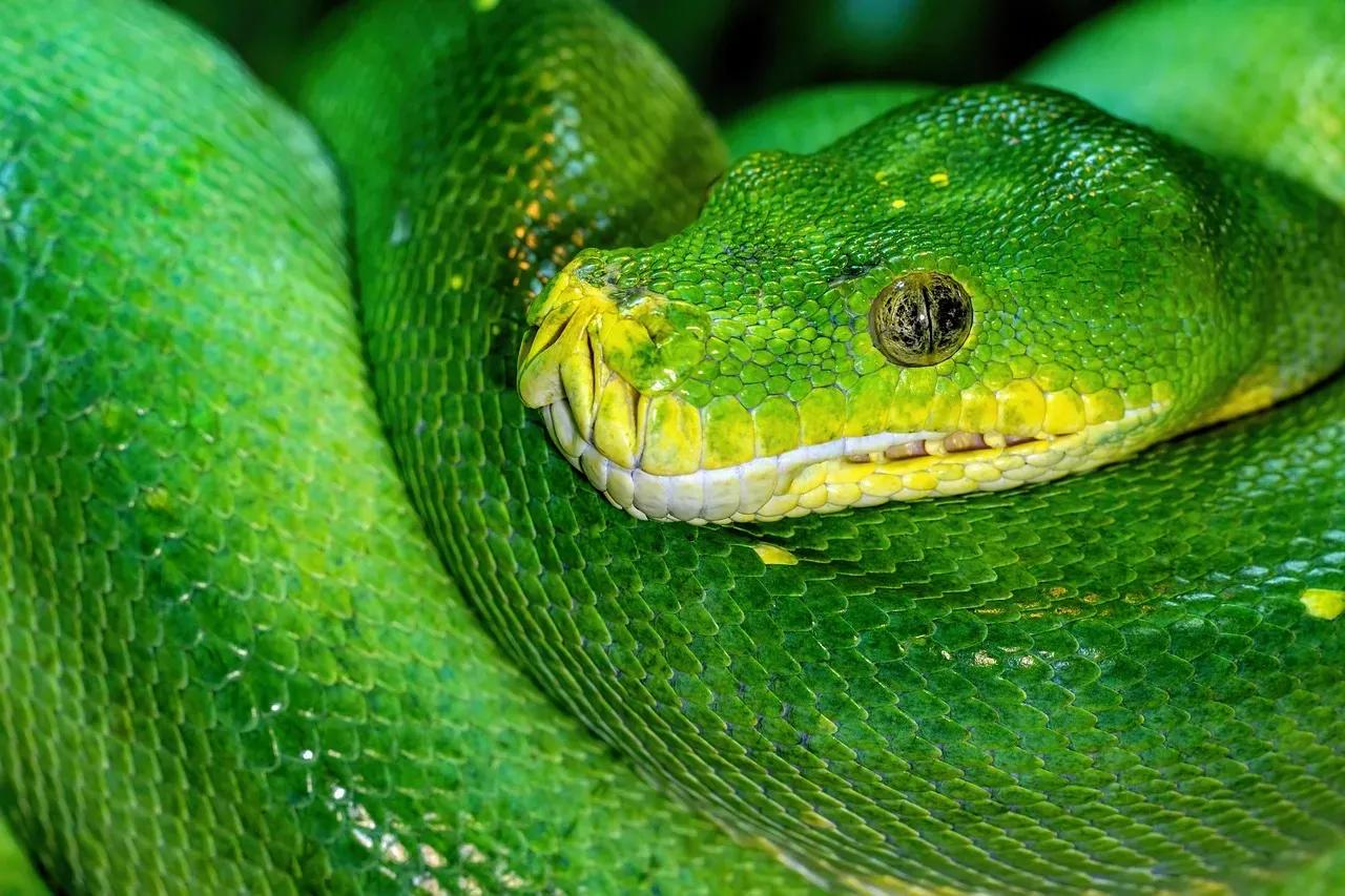 Snake: The Strategic Visionary (Image Credits: Pixabay)