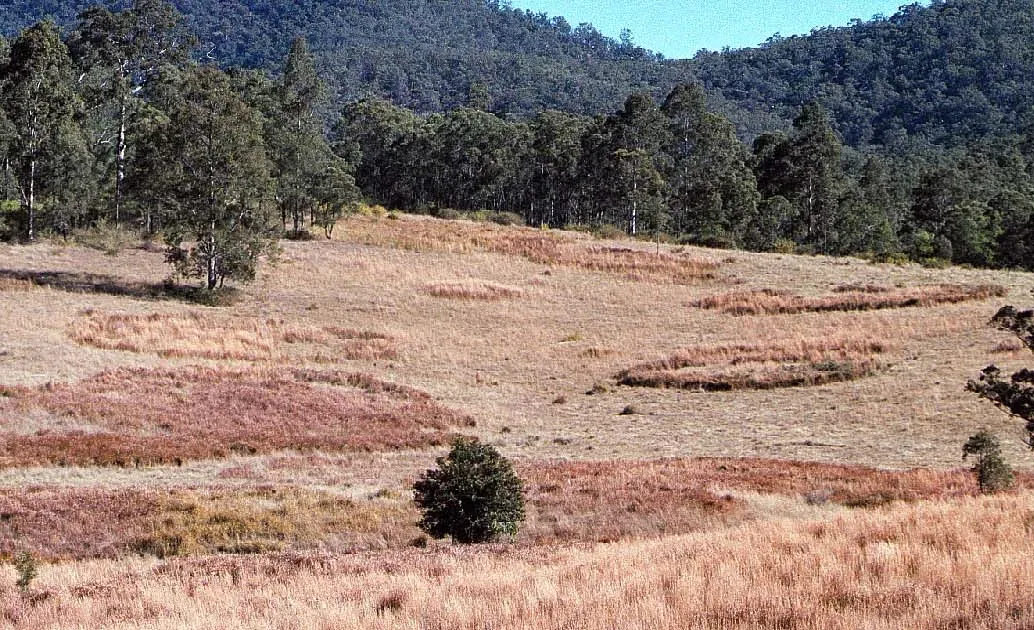 #4: Sudden Soil Fertility Hotspots (Imperata cylindrica habit3, CC BY 2.0)