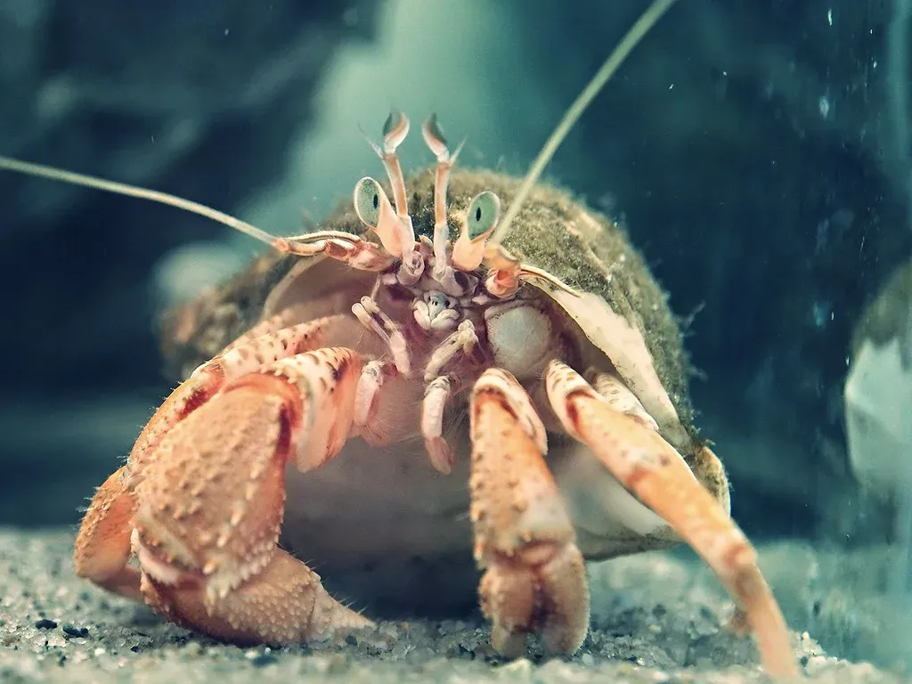 Cancer: The Hermit Crab (Image Credits: Flickr)