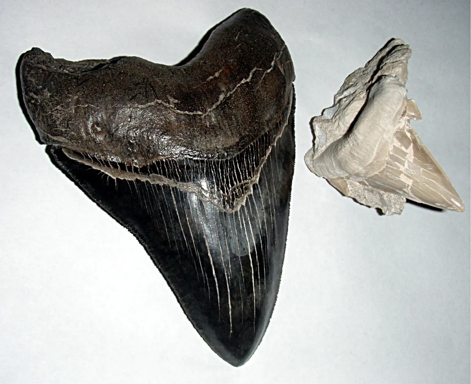 #11 - Megalodon Only Ate at the Very Top of the Food Chain (By Brocken Inaglory, CC BY-SA 3.0)