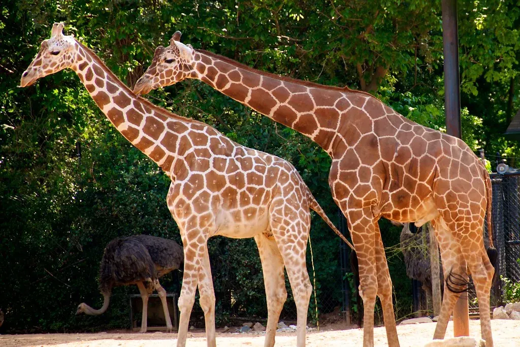 Looking at Living Animals: Giraffes, Swans, and the Neck Illusion (Bob Owen, Flickr, CC BY 2.0)