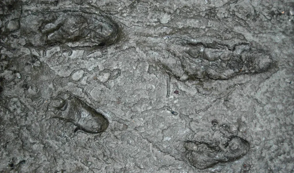 When Ancient Footprints Rewrote the Timeline (Image Credits: Flickr)