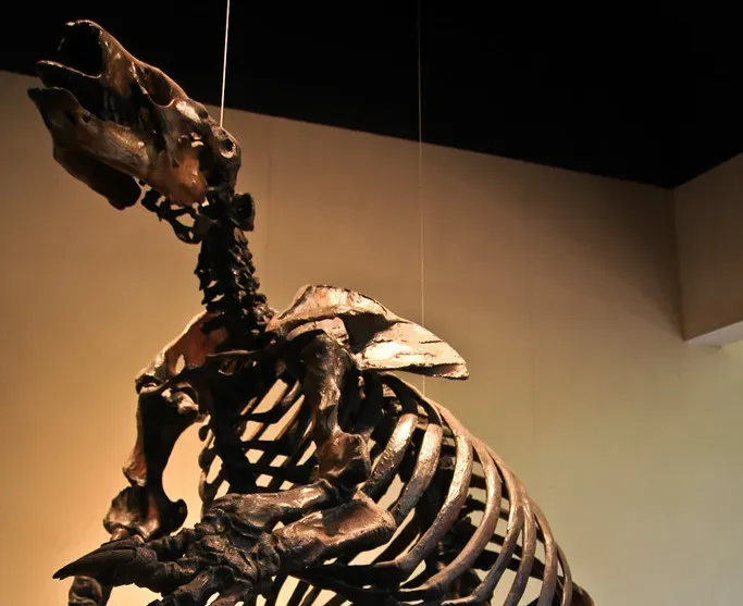 #12 - The Extinction Timeline Wasn't Uniform Across Regions (Image Credits: Flickr)