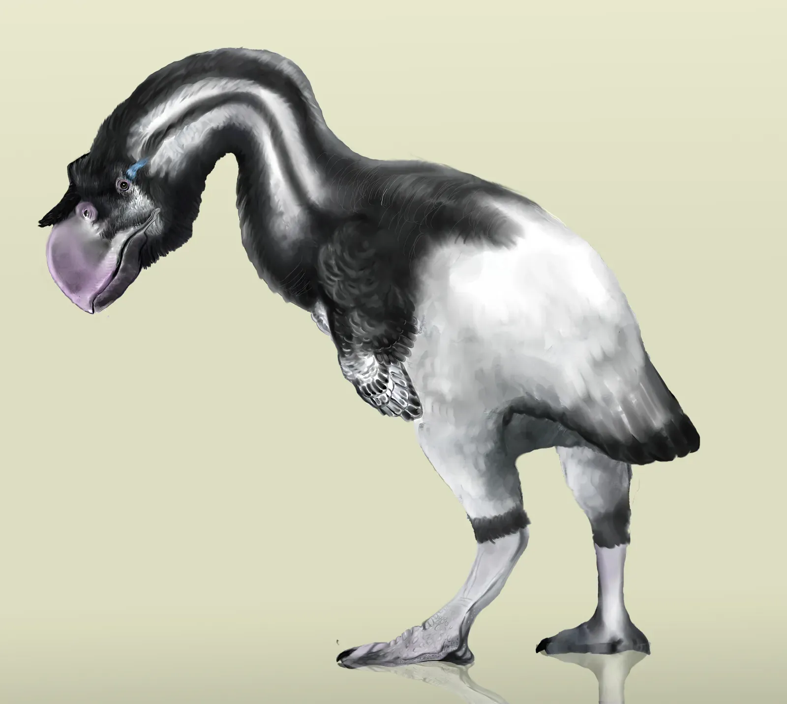 Dromornis Stirtoni: Australia's Thunder Beast (Image Credits: Wikimedia)