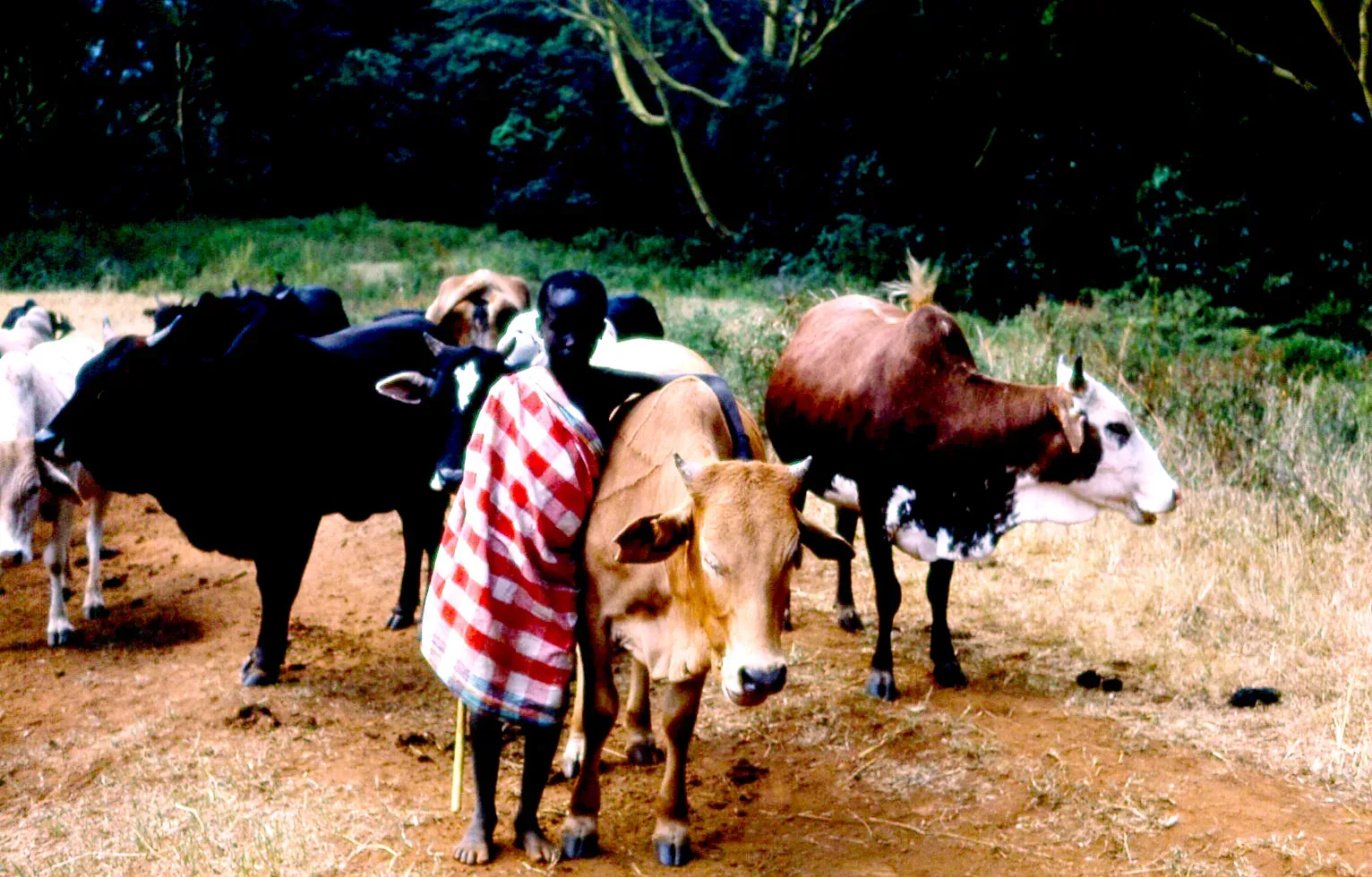 2. Wealth, Status, and Power Have Traditionally Been Measured in Cows (Young Maasai herder, Kenya, 1979, CC BY-SA 2.0)
