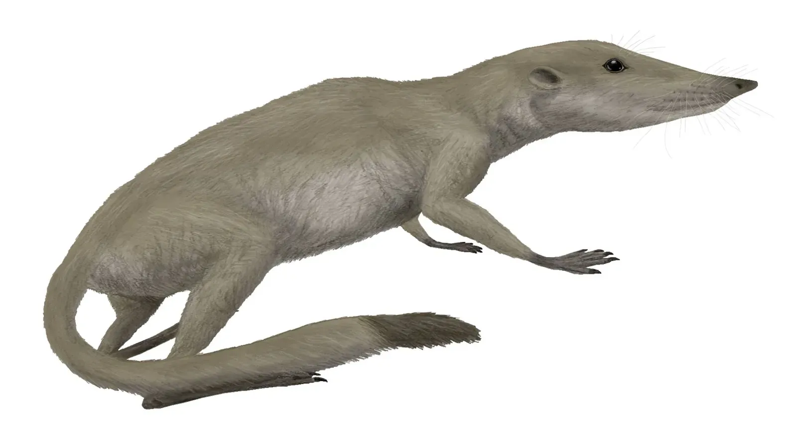 Small but Crucial: Early Mammals and Other Hidden Players (By Smokeybjb, CC BY-SA 3.0)