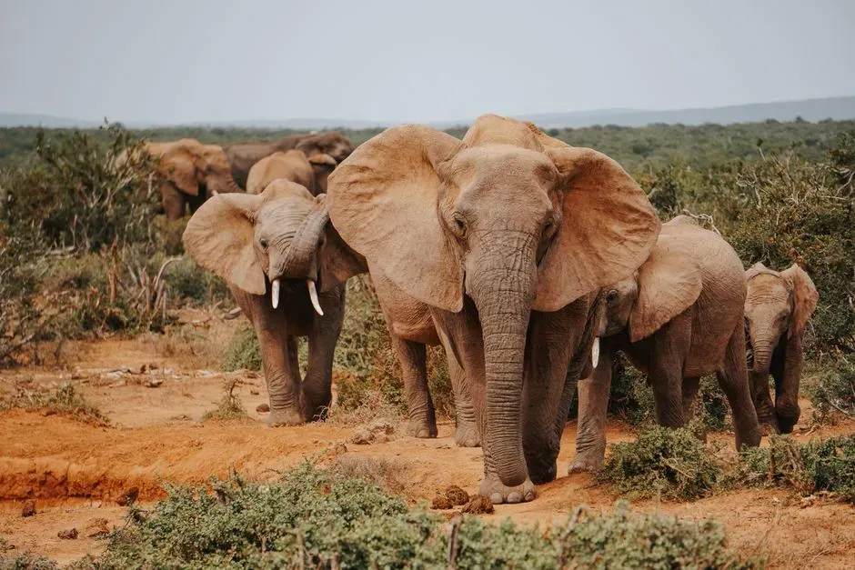 #4 - Whether Elephants Truly Understand That Death Is Permanent (Image Credits: Pexels)