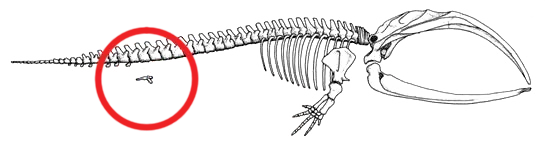 #8: Whale Pelvic Bones Were Hidden Because Nobody Knew Where They Went (By Andrew Z. Colvin, CC BY-SA 3.0)