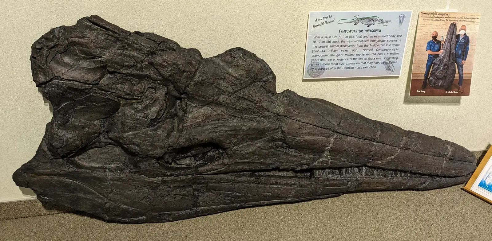 A Skull Made for Hunting: Eyes, Jaws, and Teeth (By Mx. Granger, CC0)