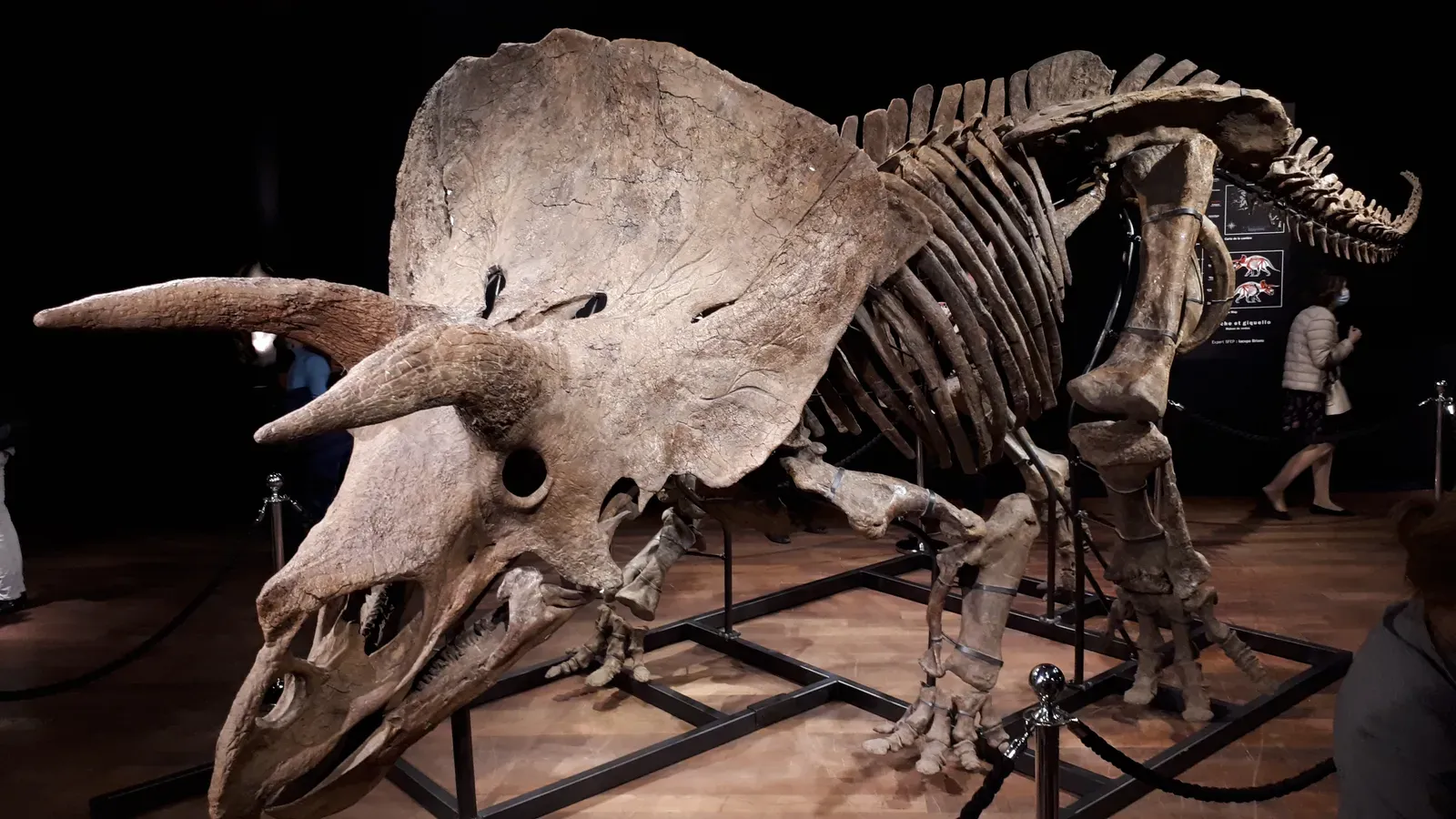Triceratops Became South Dakota's Official State Fossil for Good Reason (Image Credits: Wikimedia)