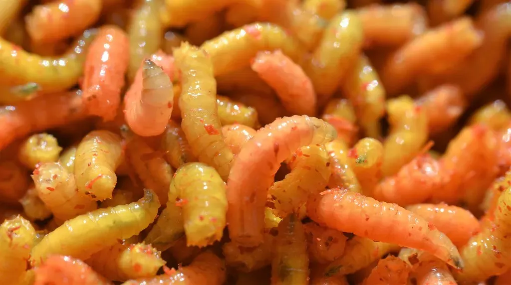 #10: Maggots as a Regular Menu Item (conall.., Flickr, CC BY 2.0)