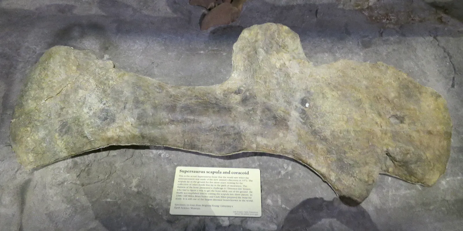 #6 - The "Ultra" Dinosaur That Got Split Between Two Other Animals (Mike Taylor, the owner of the image sent it via Email and released it as CC on SVPOW Blog.https://svpow.com/2019/06/22/supersaurus-ultrasaurus-and-dystylosaurus-in-2019-part-4-what-is-the-holotype-of-supersaurus/, CC BY 4.0)