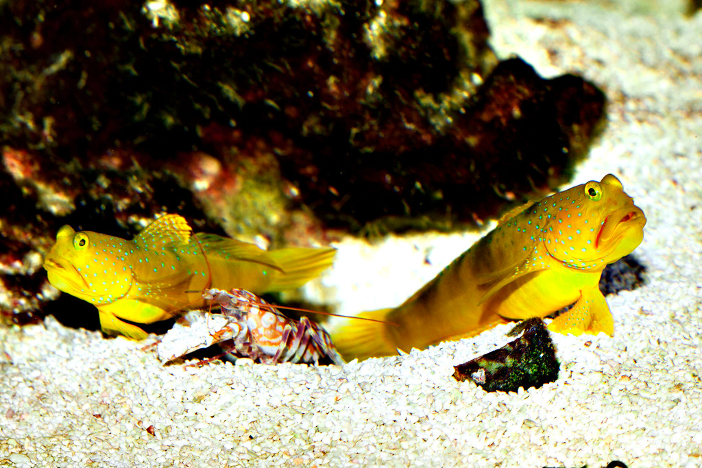 Engineering Applications and Fusion Dreams (Image Credits: Flickr)