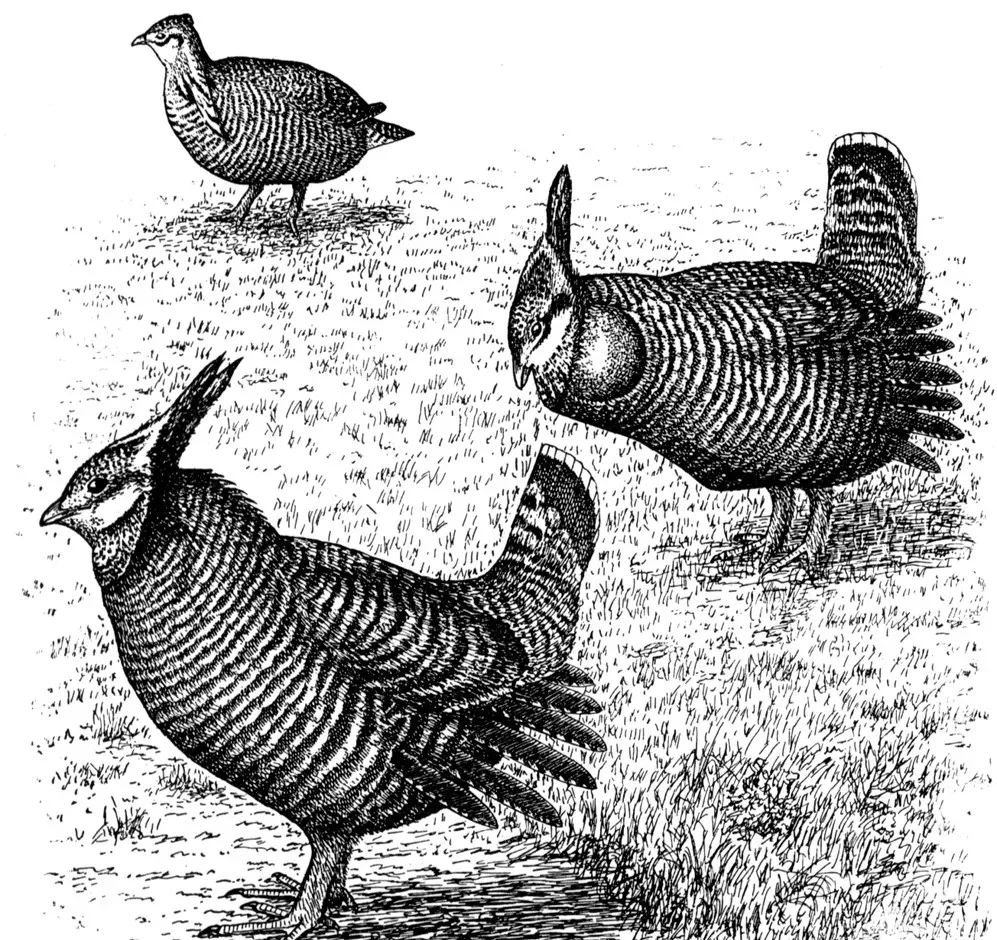 #10 - The Heath Hen: America's Forgotten "Practice Turkey" (Image Credits: Wikimedia)