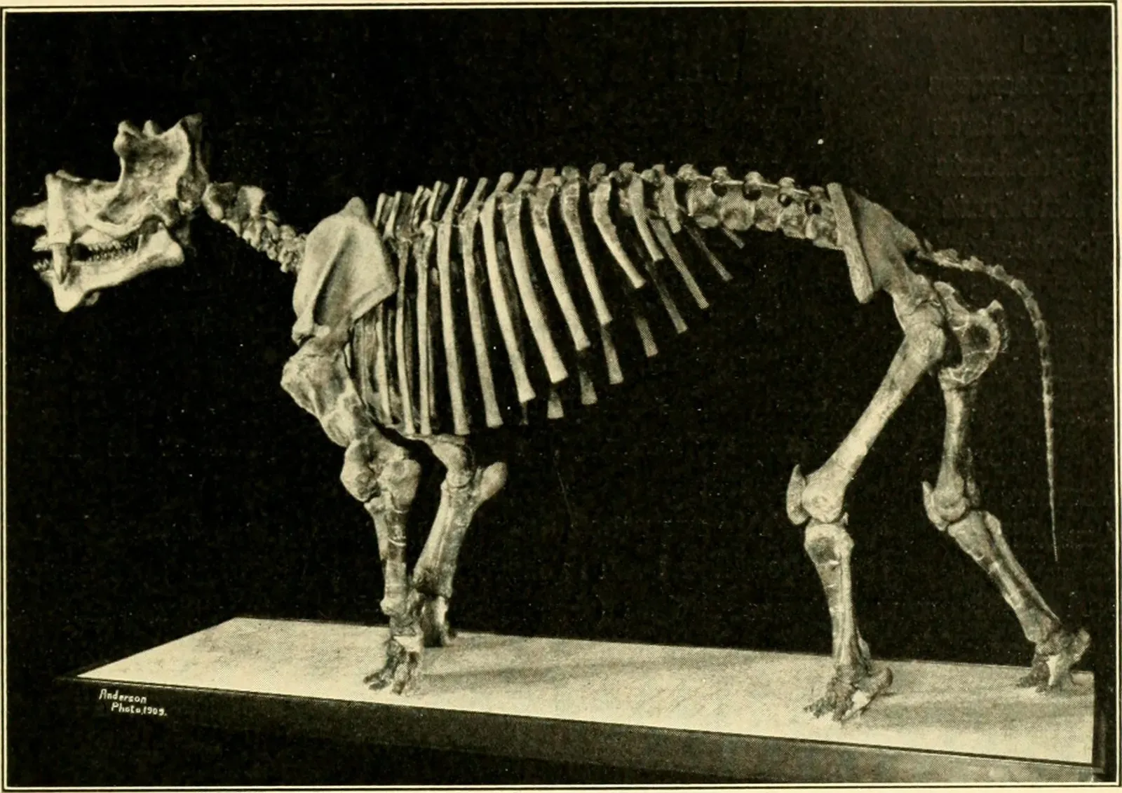 #4 - Uintatherium anceps: Skulls That Don't Agree With The Body (By Internet Archive Book Images, No restrictions)
