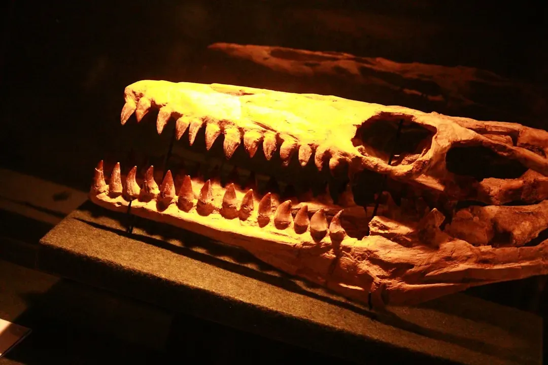 #7 - The Marine Reptile Jaw That Didn't Belong In The Ocean (Image Credits: Unsplash)
