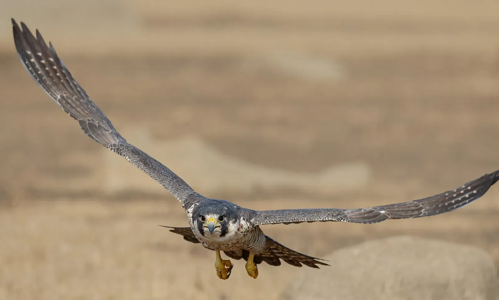 #12 - It Goes Right Back to Hunting Minutes After Nearly Killing Itself (Image Credits: Wikimedia)