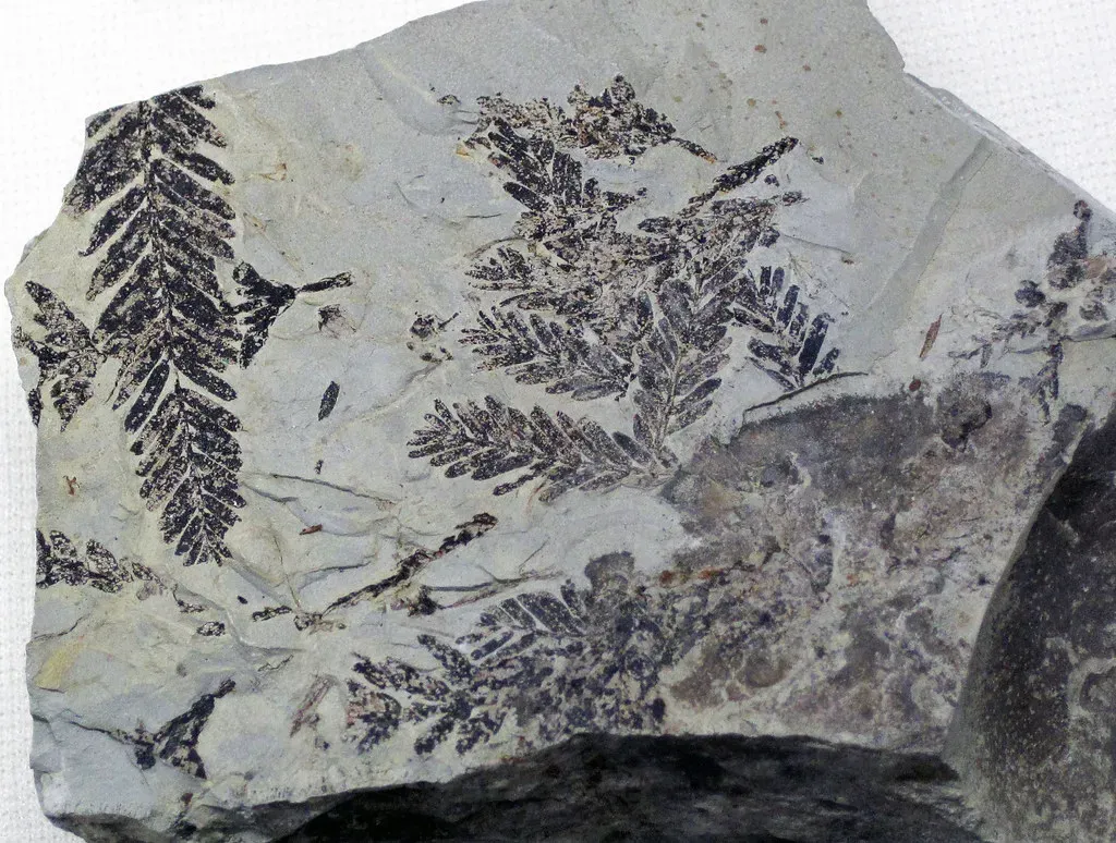 3. Carbonization: Flattened Shadows of the Past (Image Credits: Flickr)