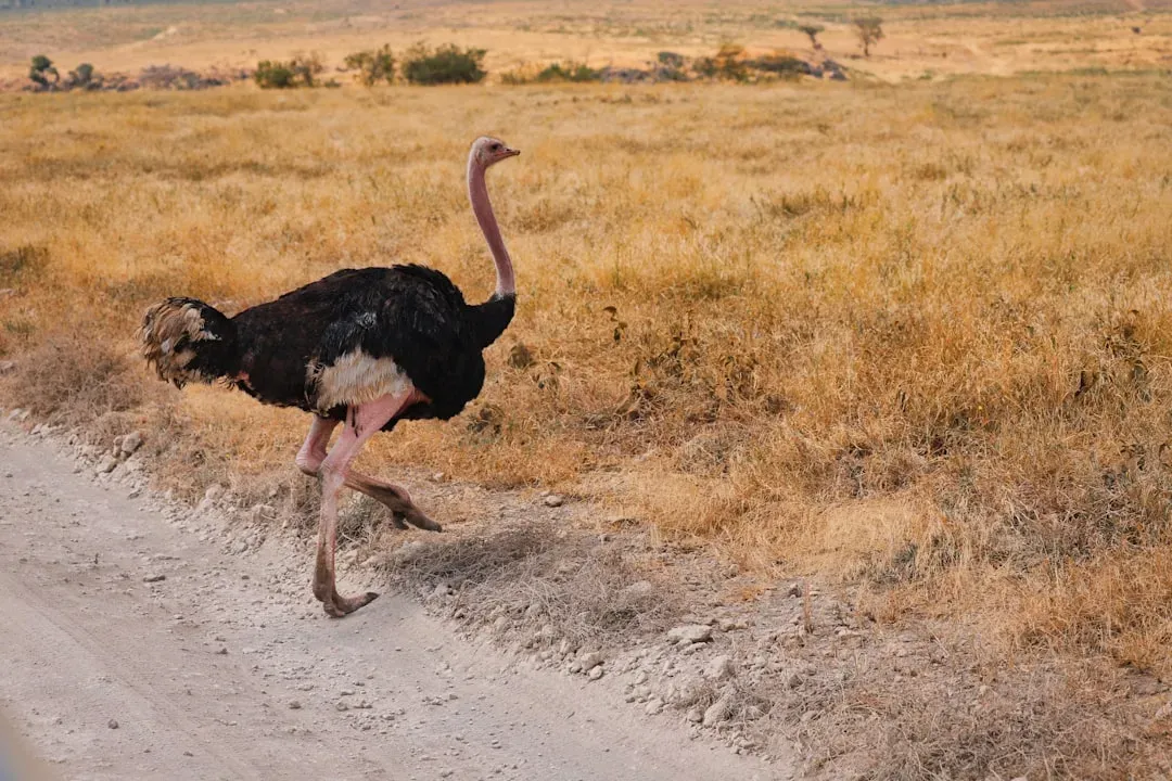 #9 - Ostriches Bury Their Heads in the Sand Out of Stupidity (Image Credits: Unsplash)