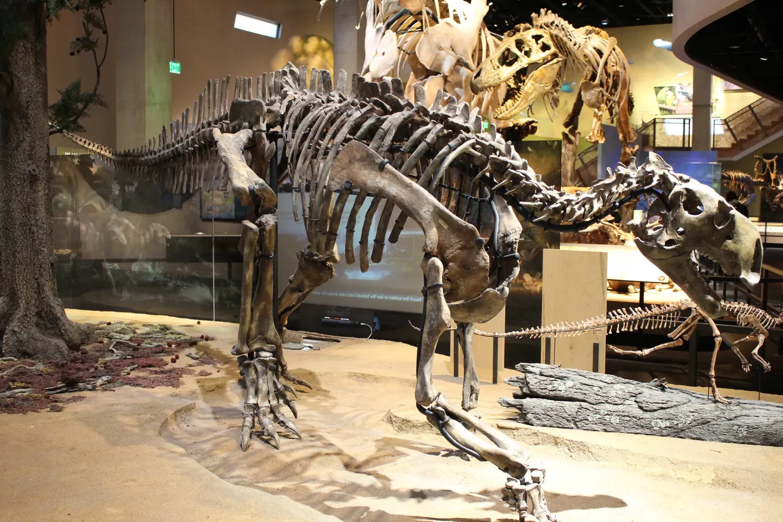#15 - The Award-Winning Skeleton Swapped Out for a Plastic Cast (Flickr: Perot Museum, CC BY 2.0)