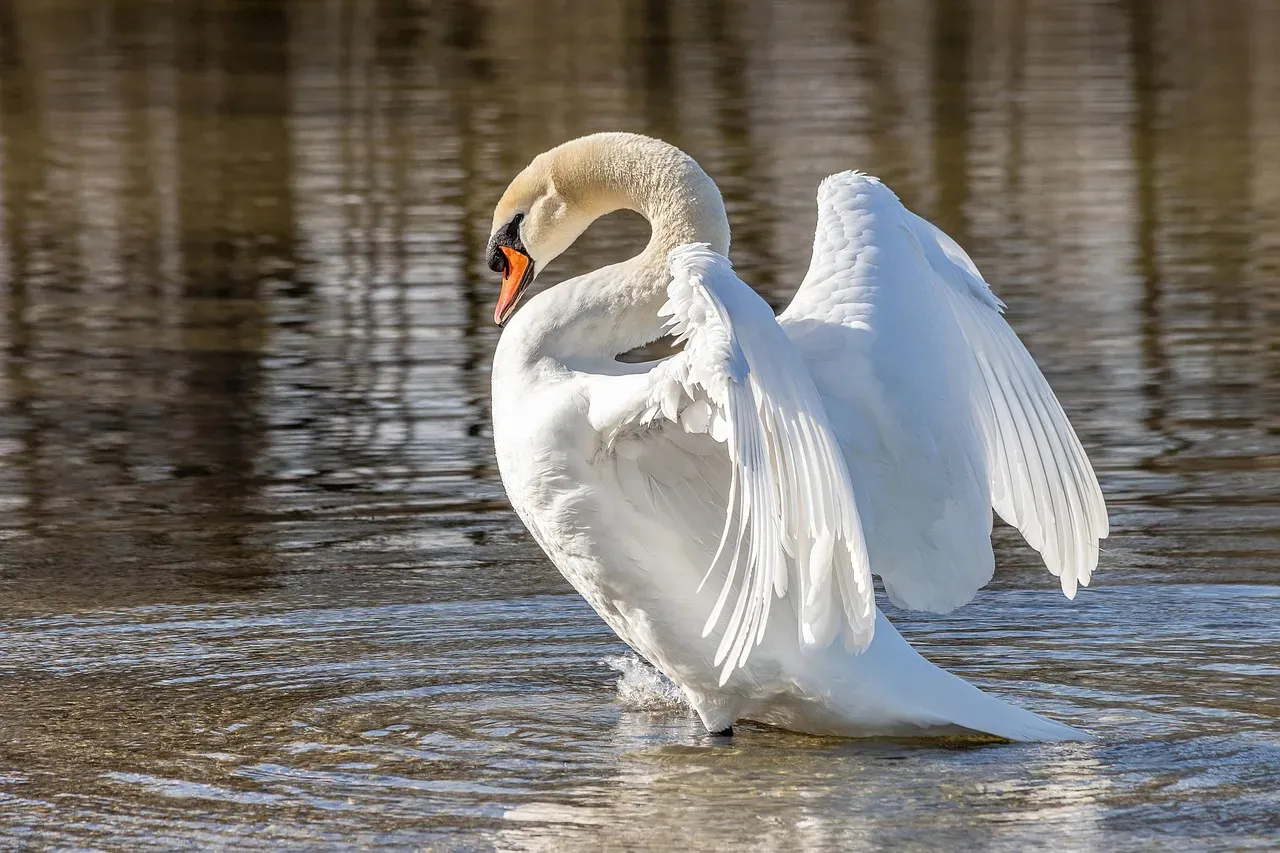 Libra: The Graceful Swan (Image Credits: Pixabay)
