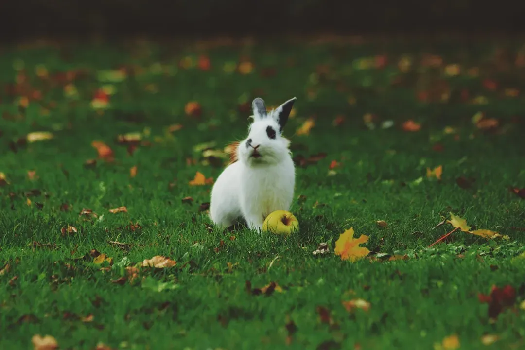 Rabbit: Positive Progress Through Gentle Persistence (Image Credits: Unsplash)