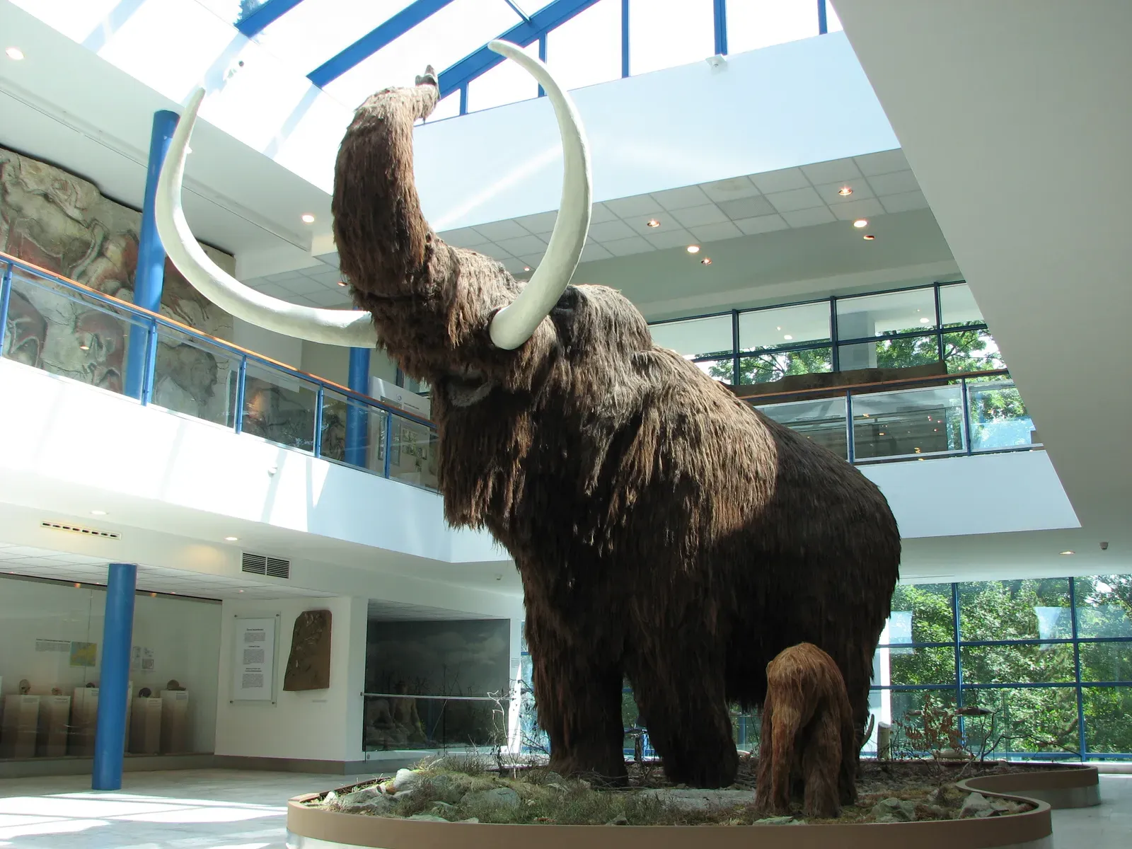 11. Mammoths: From Hairless Giants to Shaggy Ice Age Icons (Self-photographed, Public domain)