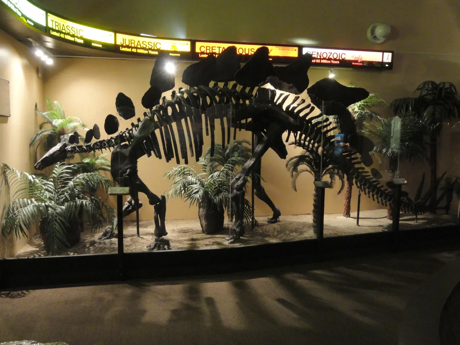 Oversized Predators, Undersized Ecosystems (By Daderot, CC0)