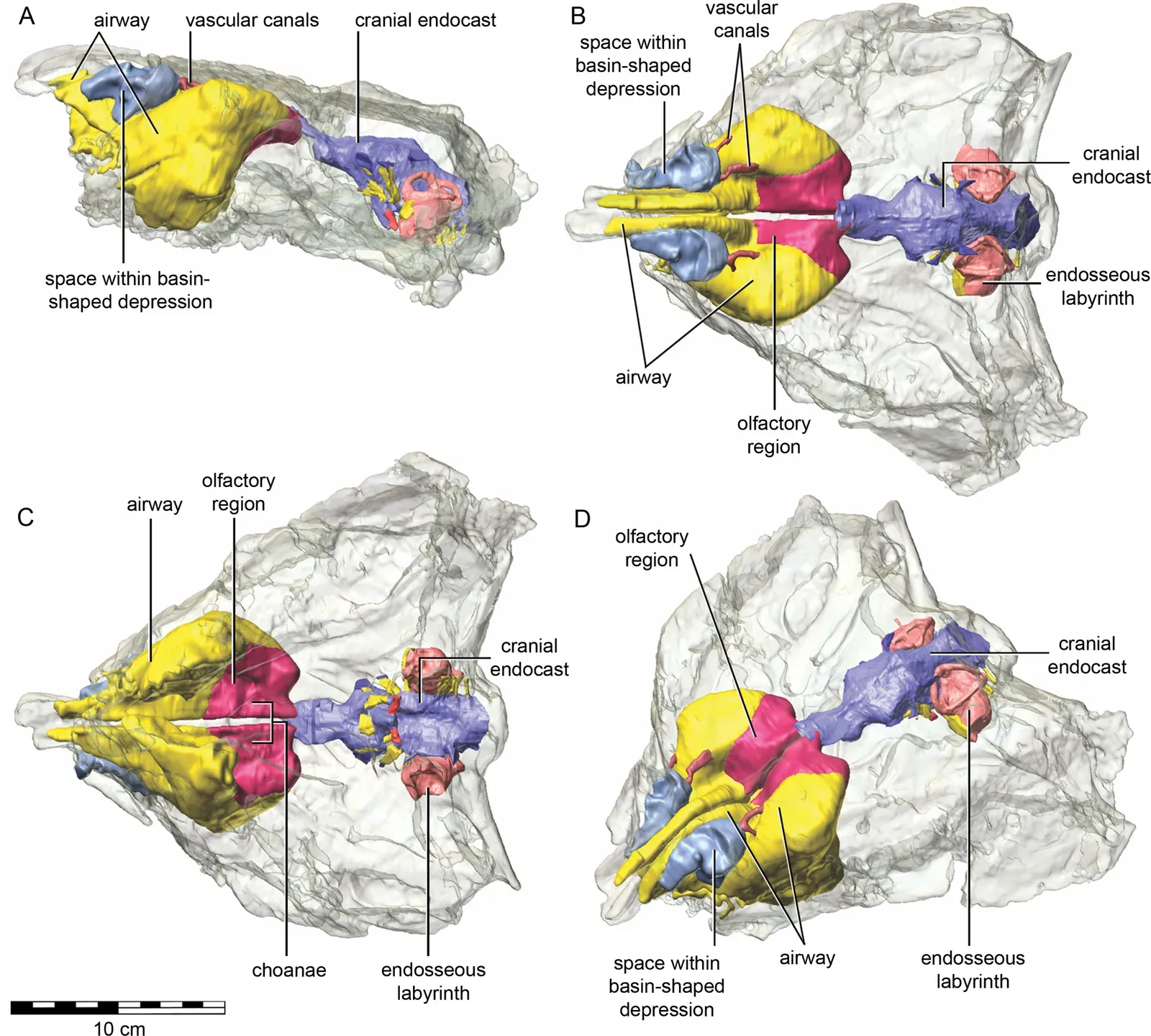 11. High‑Tech Scanning and Brain Studies That Change How Smart You Think Dinosaurs Were (Image Credits: Wikimedia)