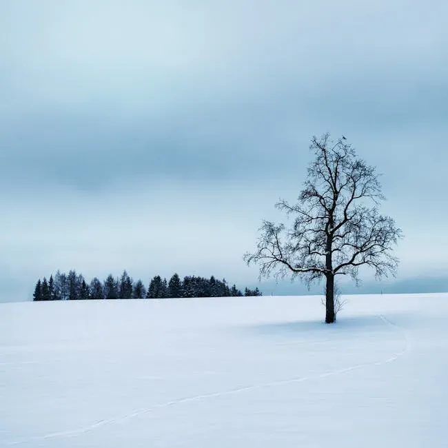 Snowy and Still: The Reflective Introvert (Image Credits: Pexels)