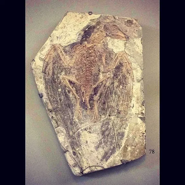 Unlocking Ginger and Orange: The Quest to Detect Elusive Pigments (Image Credits: Flickr)